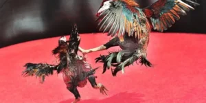 Bật Mí Cách Chơi Đá Gà Sabong Tại SEN88 Chinh Phục Mọi Kèo Cược